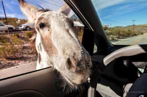 Oatman resident-7954.jpg Oatman resident-7954.jpg